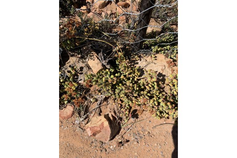 Crassula rogersii 2452