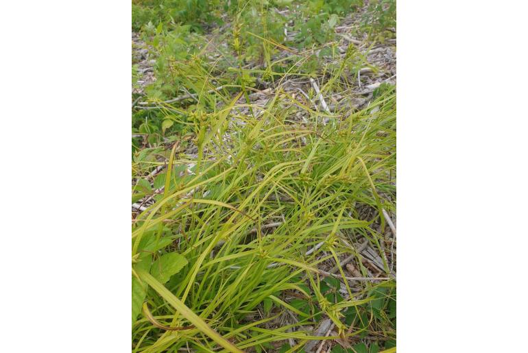 Carex intumescens -2457