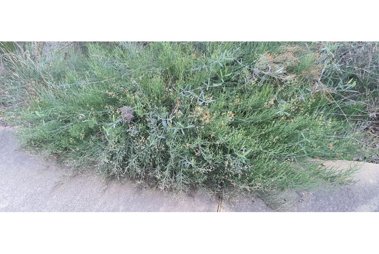 Jacksonia sericea 2466
