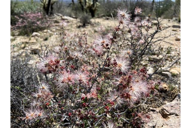 Roze calliandra