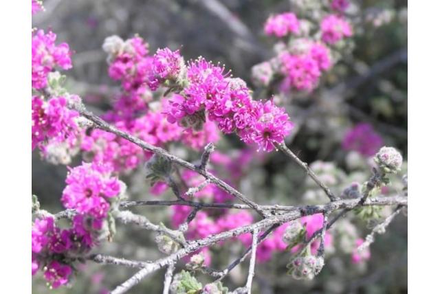 Preiss' kunzea