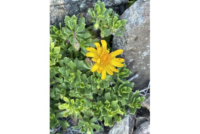 Kleverige haplopappus Kleverige haplopappus