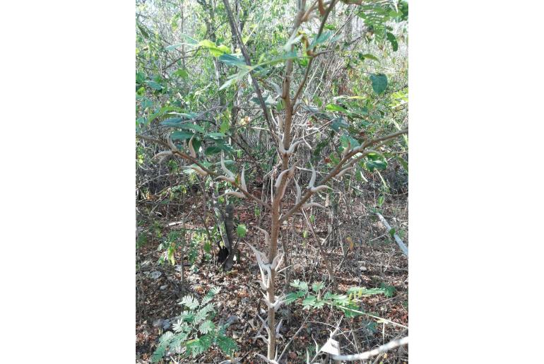 Vachellia cornigera -2492