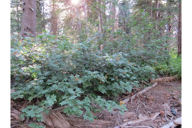 Sorbus californica -2493