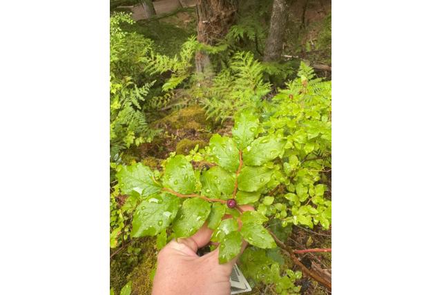Grote bosbes