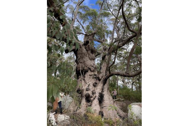 Korte steel Eucalyptus Korte steel Eucalyptus