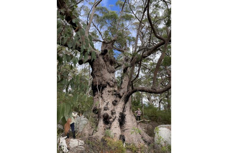 Eucalyptus brevistylis 2499
