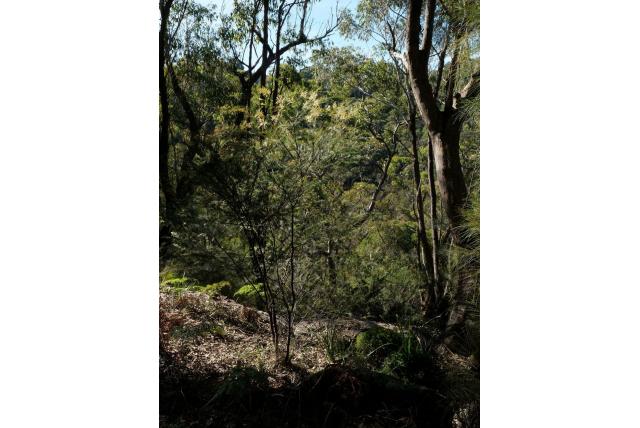 Liniumblad acacia