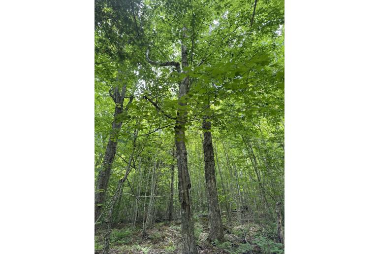 Betula alleghaniensis -2521