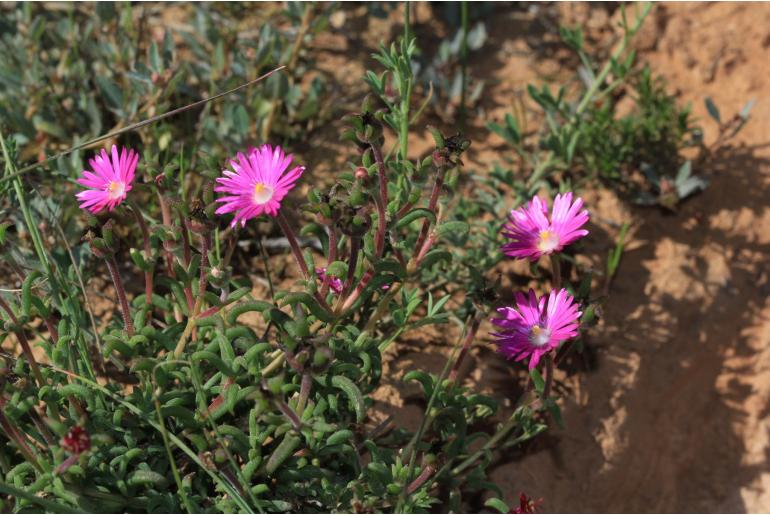 Delosperma neethlingiae&nbsp;2522