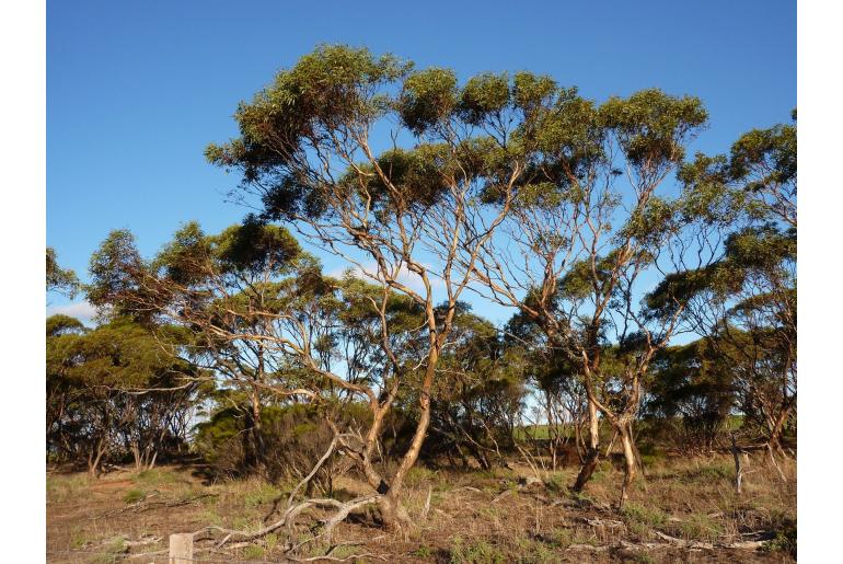 Eucalyptus calycogona ssp spaffordii 2536