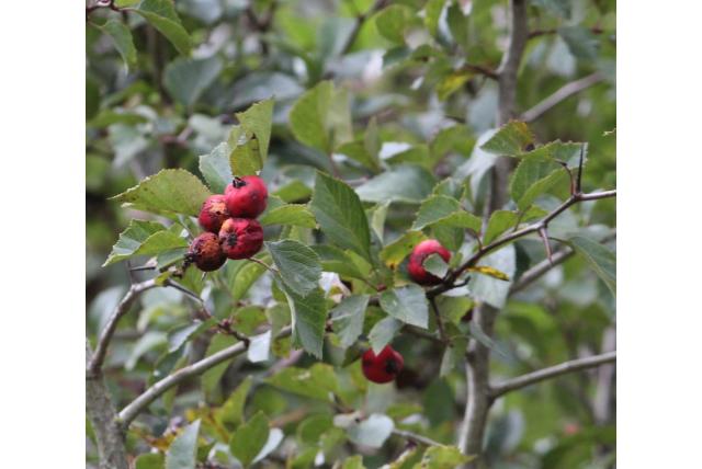 Rose's Crataegus