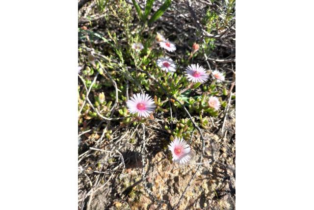 Gestreepte drosanthemum
