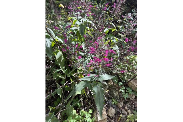 Valse salvia