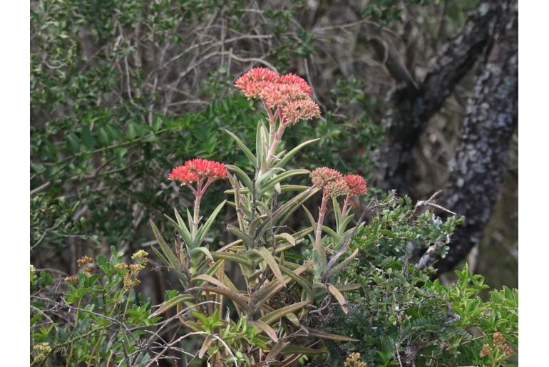 Crassula perfoliata var coccinea 2566