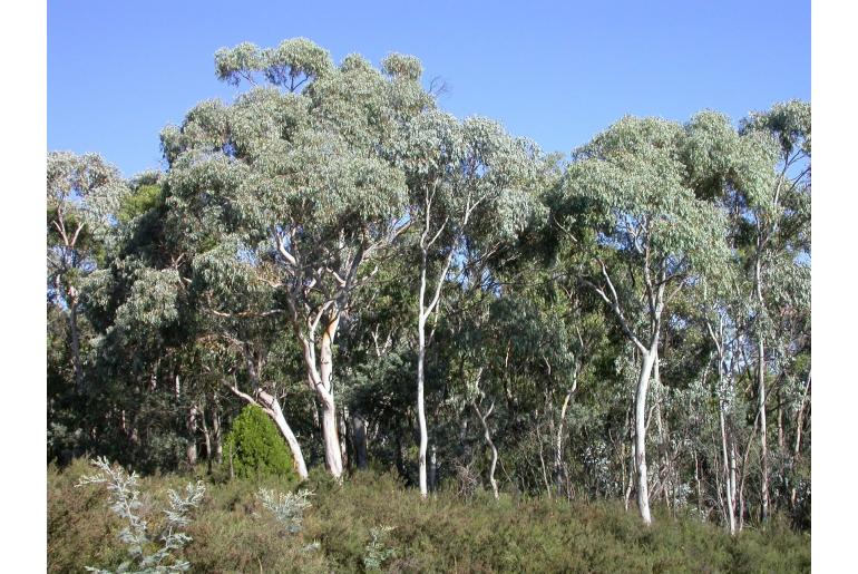 Eucalyptus canobolensis 2573