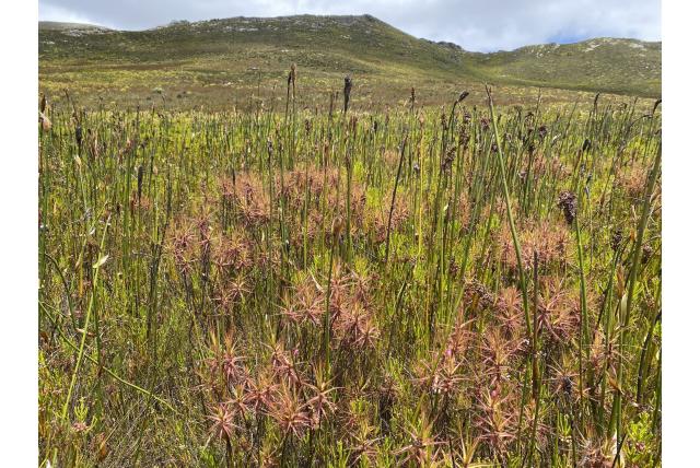Kaap verdische roridula