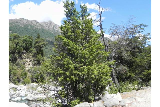 Wilgenbladige podocarpus