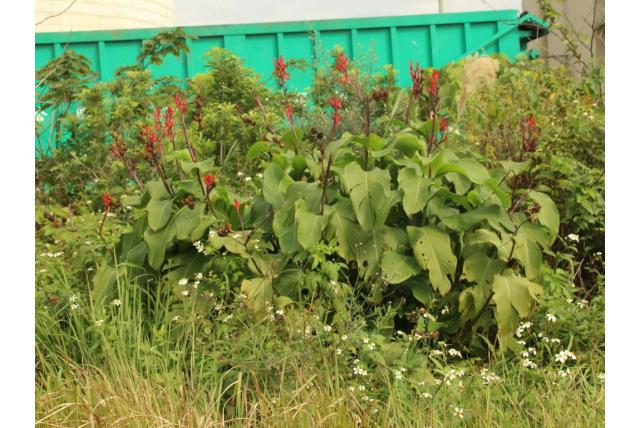 Indisch bloemriet