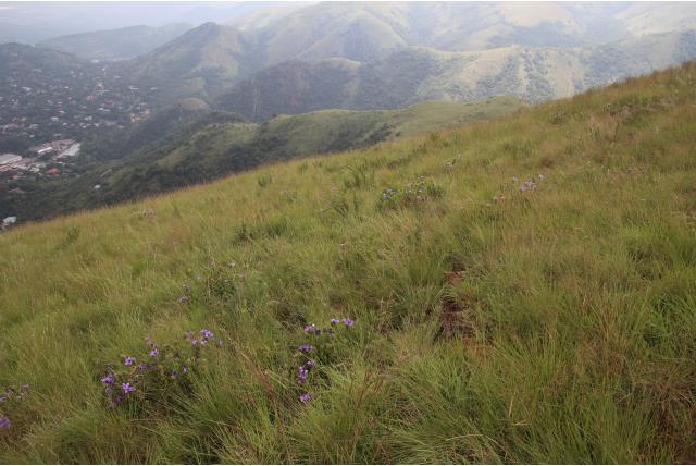 Grasland barleria