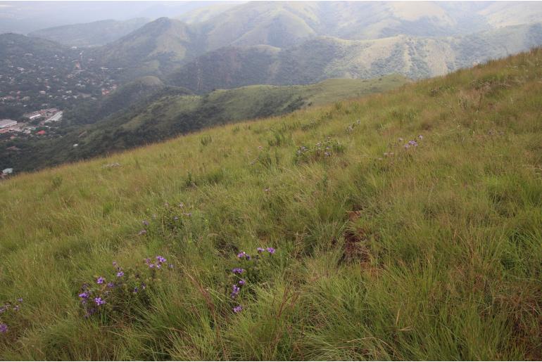 Barleria ovata -2597