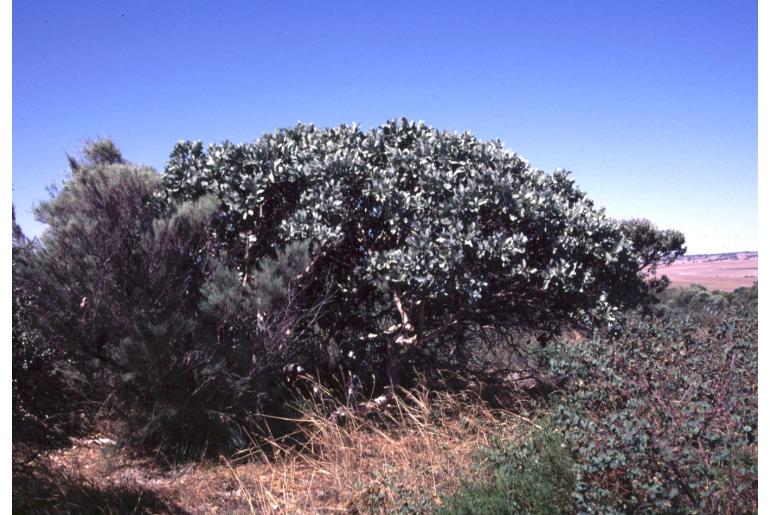 Eucalyptus x carnabyi 2602