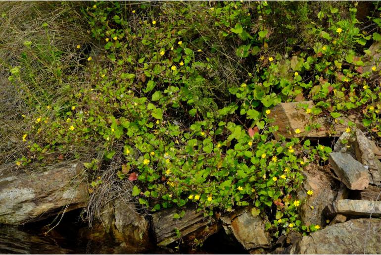 Arctotis perfoliata -2604