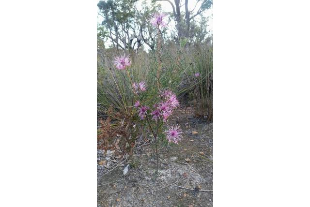 Prachtige isopogon