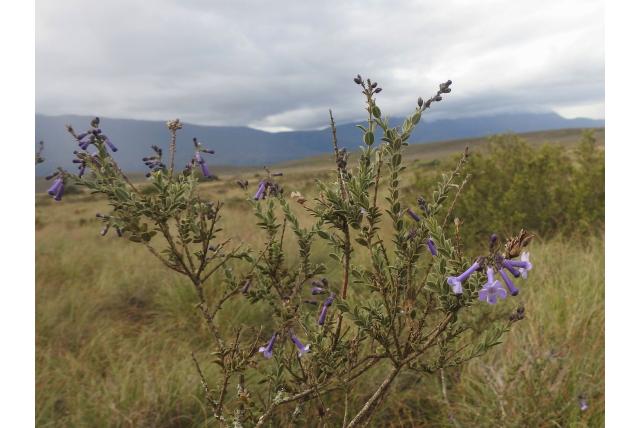 Gekrulde freylinia