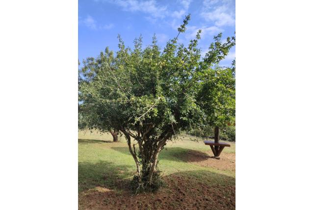 Hoorngardenia