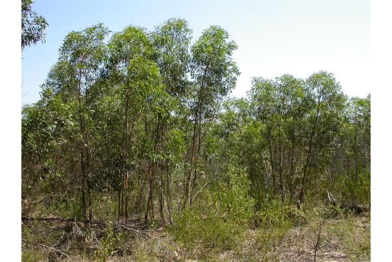 Eucalyptus x castrensis -2616
