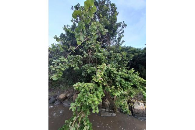 Pondo grewia