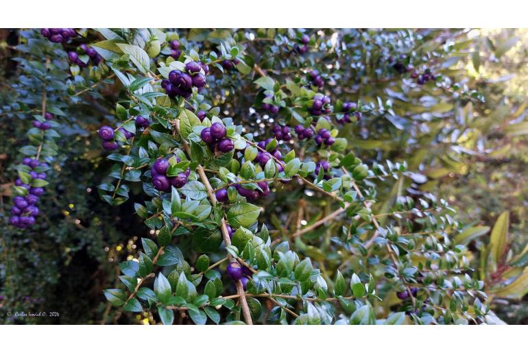 Rhaphithamnus spinosus -2627