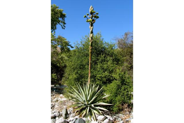 Moran's agave