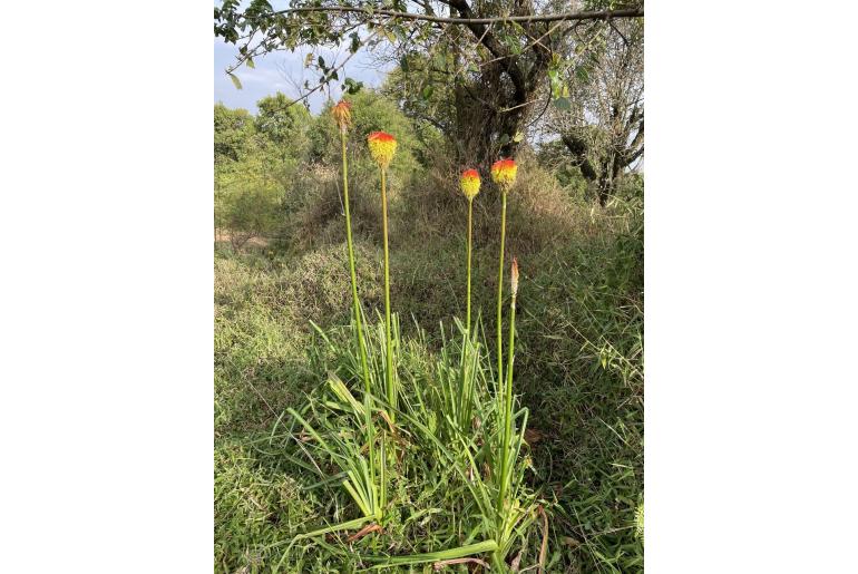 Kniphofia bequaertii -2630