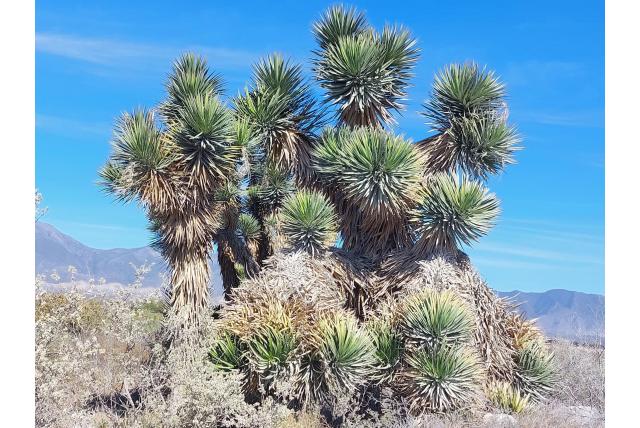 St. peter's yucca