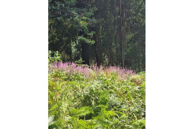 Madera germander