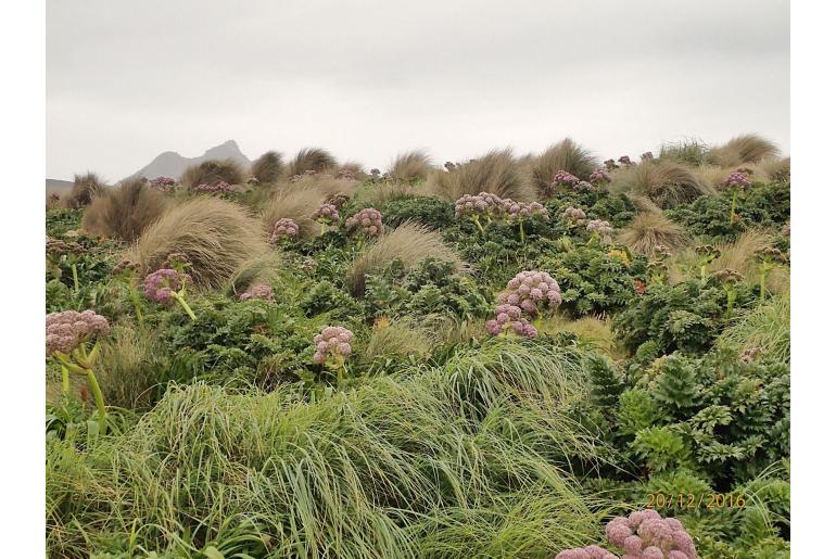 Anisotome latifolia 2651