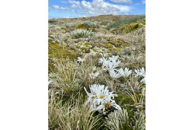 Bergmadeliefje met stengelloze bloemen