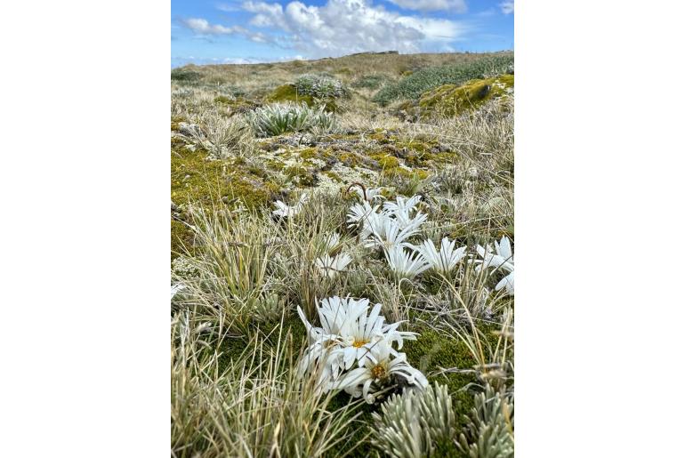 Celmisia sessiliflora 2653