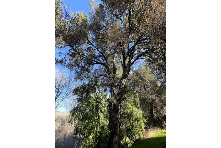 Umbellularia californica -2657