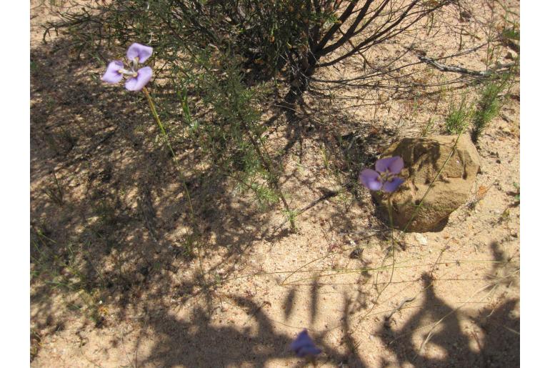 Moraea caeca 2665