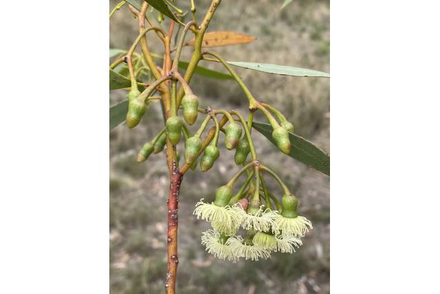 Kersen fruit Eucalyptus Kersen fruit Eucalyptus