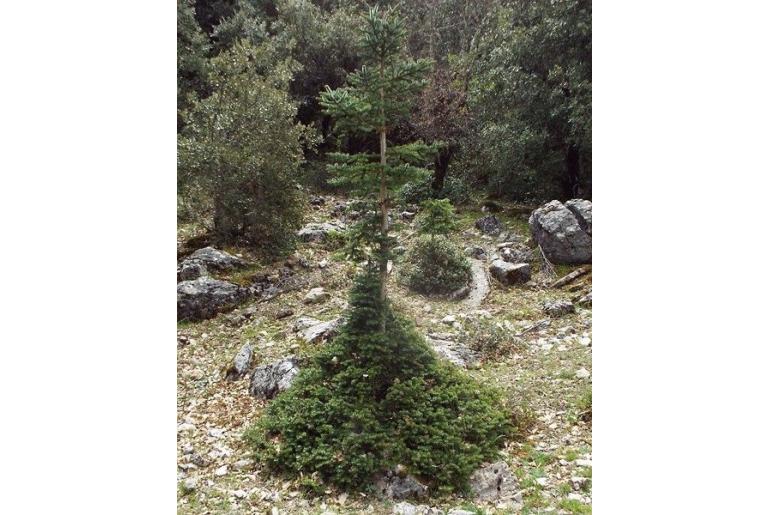 Abies marocana -2680