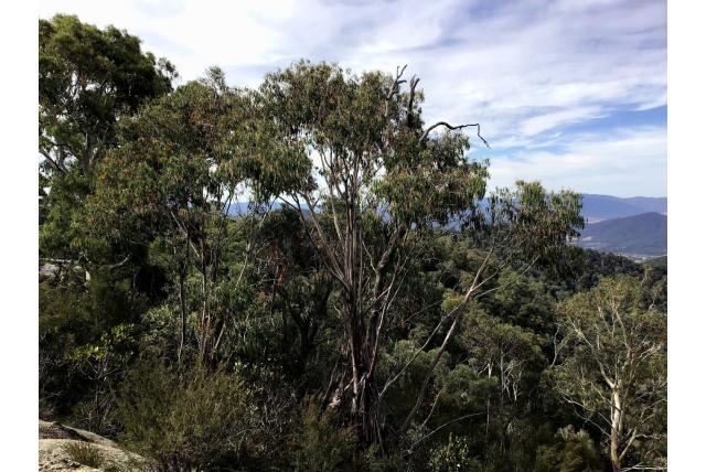 Bogong Eucalyptus