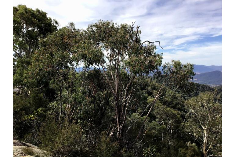 Eucalyptus chapmaniana 2681