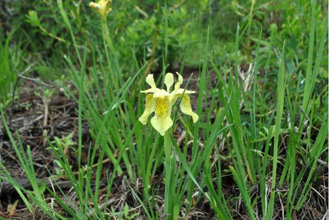 Yunnan iris