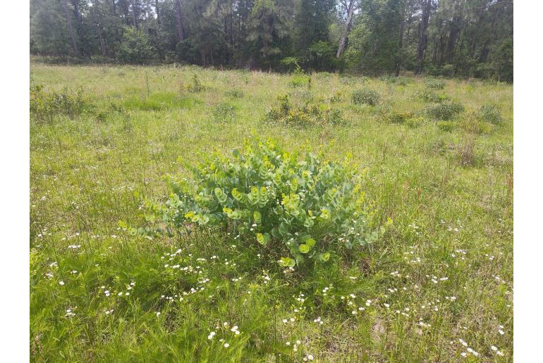 Baptisia perfoliata&nbsp;2683