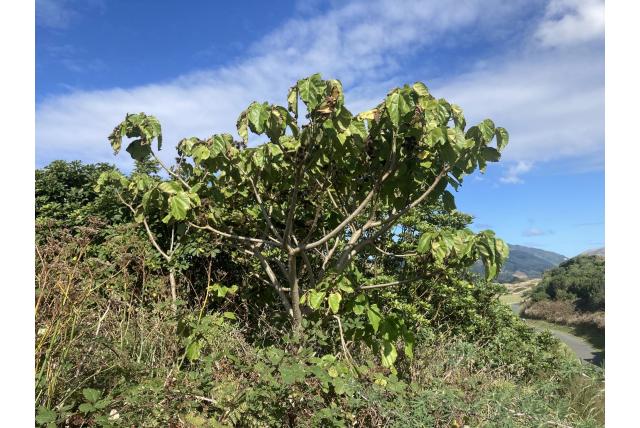 Whauboom