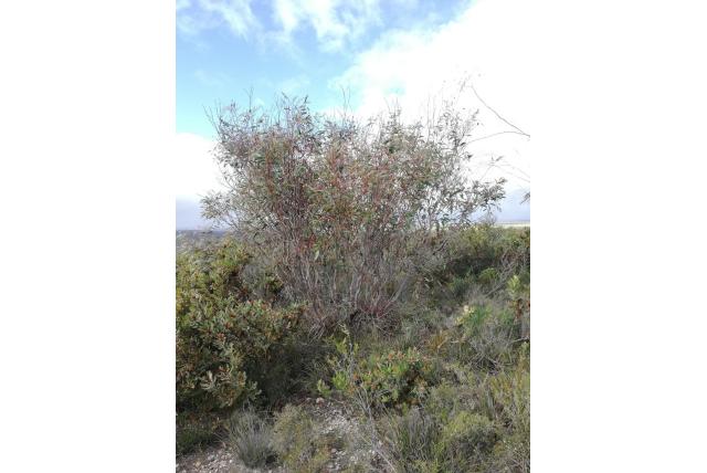 Goud-bloem Eucalyptus Goud-bloem Eucalyptus